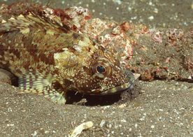 海洋生物 蓝色海洋 海底鱼类