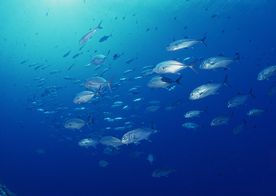 海洋生物 蓝色海洋 海底鱼类