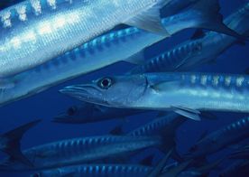 海洋生物 蓝色海洋 海底鱼类