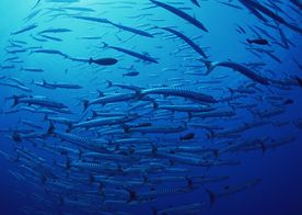 海洋生物 蓝色海洋 海底鱼类