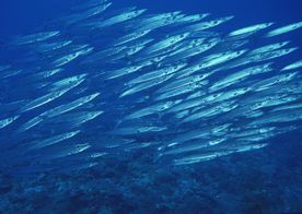 海洋生物 蓝色海洋 海底鱼类