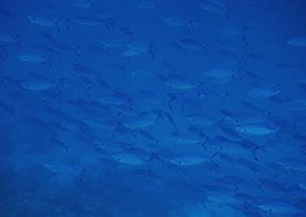 海洋生物 蓝色海洋 海底鱼类