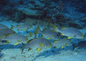 海洋生物 蓝色海洋 海底鱼类
