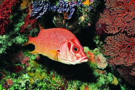 海洋生物 蓝色海洋 海底鱼类