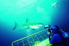 海洋鲨鱼  海洋生物 蓝色海洋