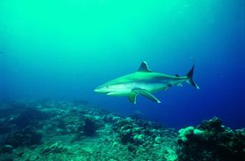 海洋鲨鱼  海洋生物 蓝色海洋