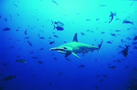 海洋鲨鱼  海洋生物 蓝色海洋