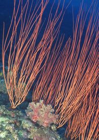 海洋生物 蓝色海洋 海底鱼类