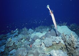 海洋生物 蓝色海洋 海底鱼类