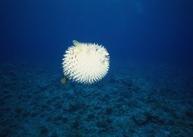 海洋生物 蓝色海洋 海底鱼类