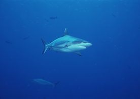 鲨鱼