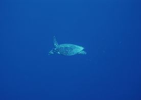 海龟 海洋生物   蓝色海洋