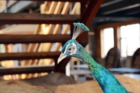 孔雀头部标本图片