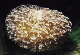 海底生物
