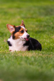 柯基犬