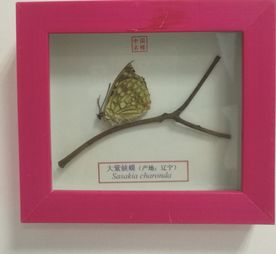 蝴蝶标本