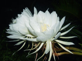昙花
