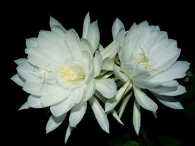 昙花