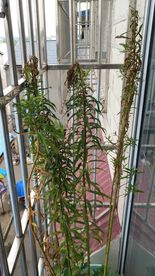 赶黄草