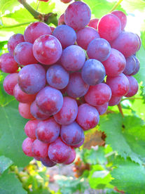 葡萄