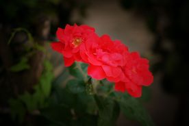 玫瑰花