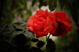玫瑰花