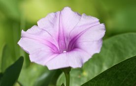 牵牛花