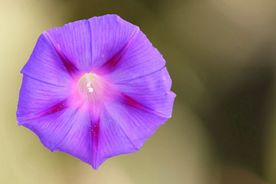 牵牛花