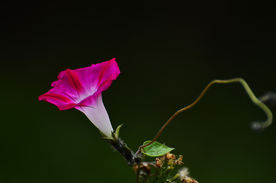 红色的牵牛花