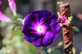 牵牛花