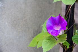 牵牛花