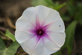 牵牛花