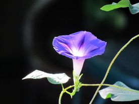牵牛花