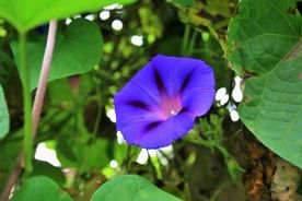 牵牛花