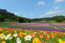 花田酒地花海