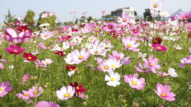 格桑花