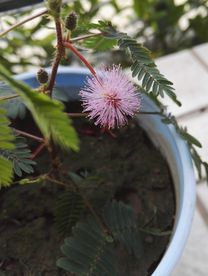含羞草花