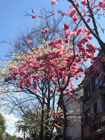 花树