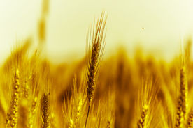 小麦
