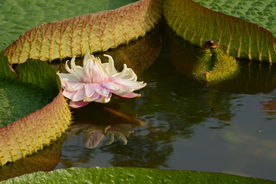 王莲花开