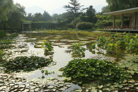 夏日植物园