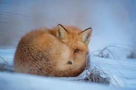 狐狸缩雪地
