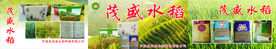 茂盛水稻