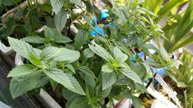 薄荷