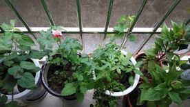 紫苏 红花叁 鸡冠花