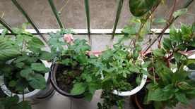 紫苏 红花叁 鸡冠花