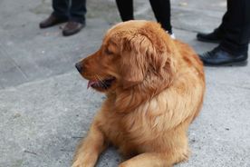 狗