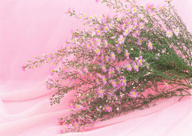 插花
