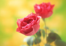 玫瑰花