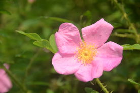 刺玫花